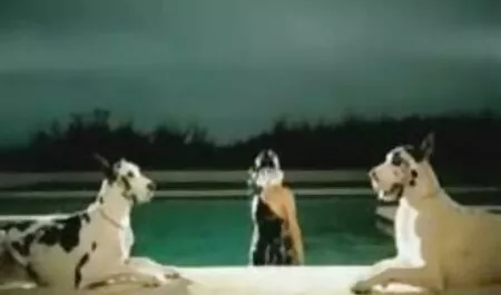 Európai Főiskola Fogás kakas után szekszi csajok Szopás Amatőr videó